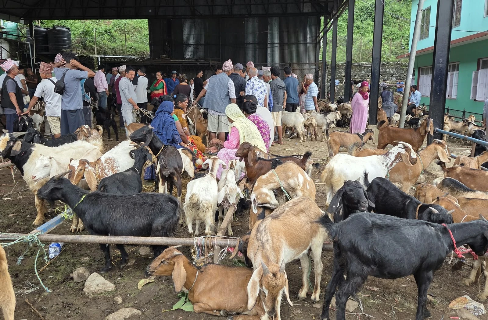 दसैँमा धरानबाट सवा २६ करोडको खसीबोकाको कारोबार