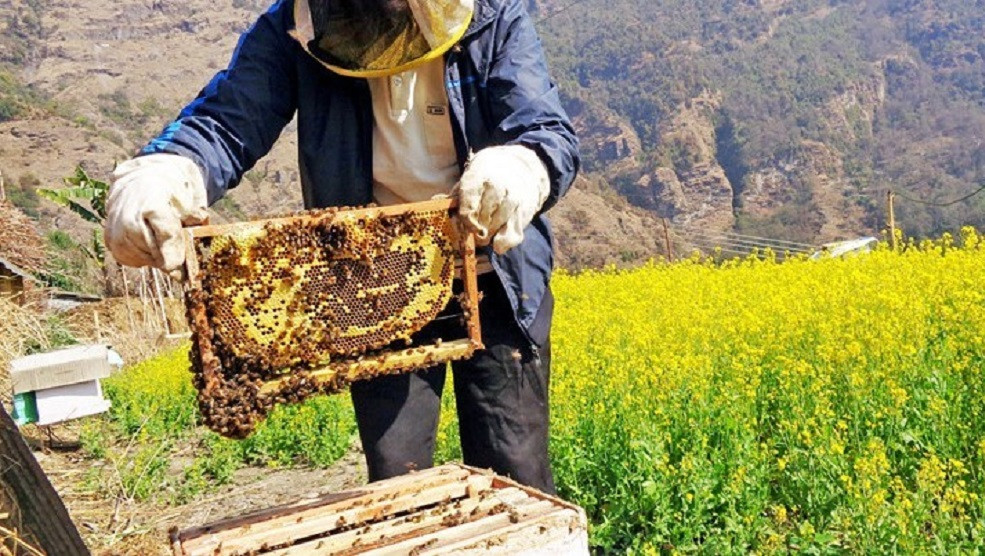 धवलागिरिका किसानलाई व्यावसायिक मौरीपालनमा आकर्षित गर्न मौरीसहितको घार वितरण