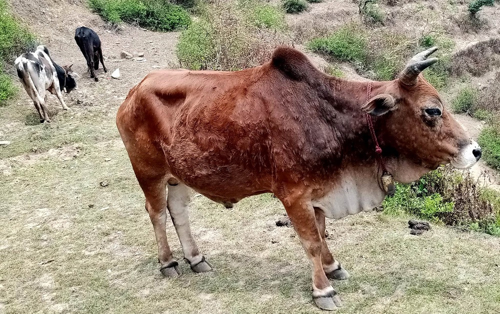 कोशीका तीन लाख बढी पशुमा ‘लम्पी स्किन’विरुद्धको खोप
