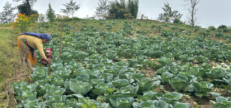 जमिनको विवरण र उत्पादनका आधारमा ५८ प्रतिशत किसान सूचीबद्ध