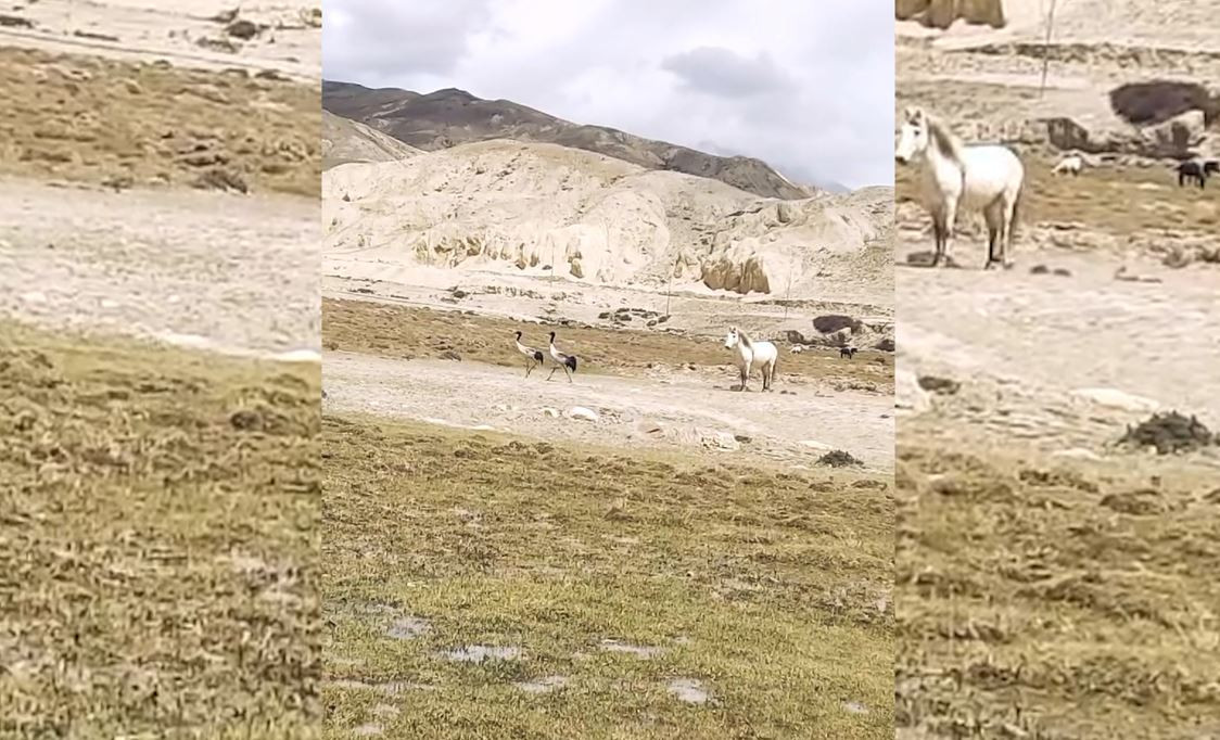 मुस्ताङमा दुर्लभ ब्ल्याक नेक क्रेन भेटियो, बच्चा कोरल्न आएको हुनसक्ने
