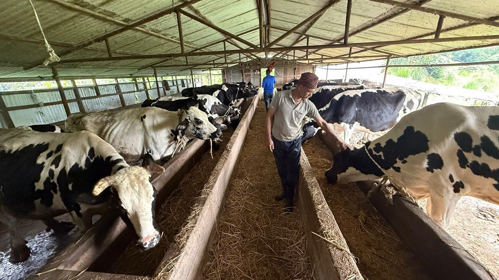 गाईपालनबाट मासिक तीन लाख रूपैयाँभन्दा बढी आम्दानी