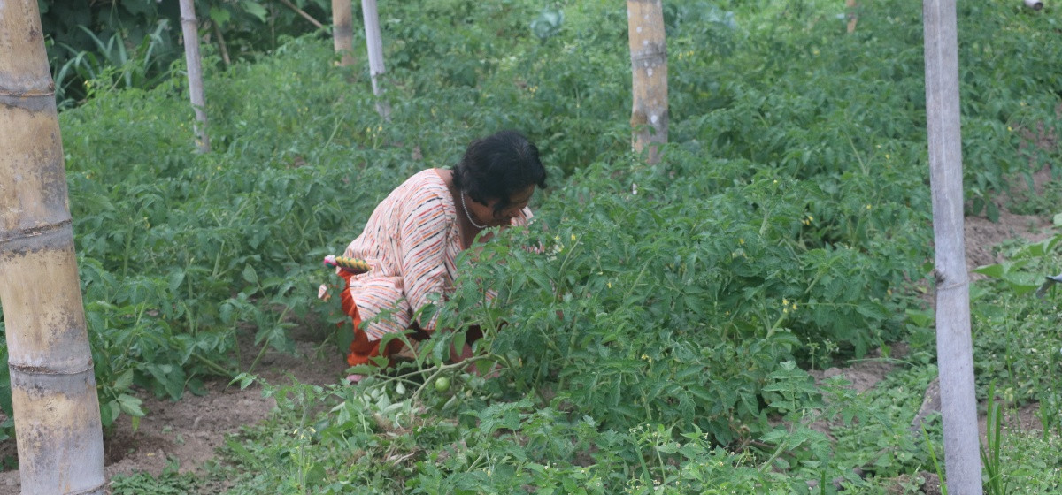 भोजपुरकी एकल महिला राईको लोभलाग्दो अर्ग्यानिक तरकारीखेती