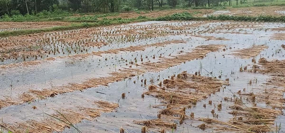 बाढीले धान बगाउँदा झापाका किसानको बिचल्ली