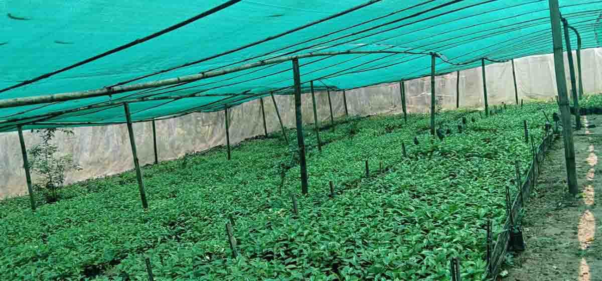 भोजपुरको षडानन्दमा ‘गरिबी निवारणका लागि प्राङ्गारिक कफीखेती कार्यक्रम’