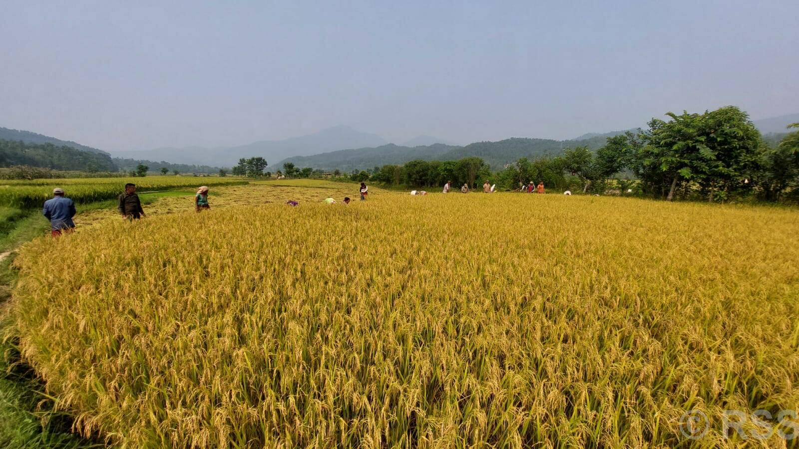 बेमौसमी वर्षाले गोरखाको धानबालीमा क्षति