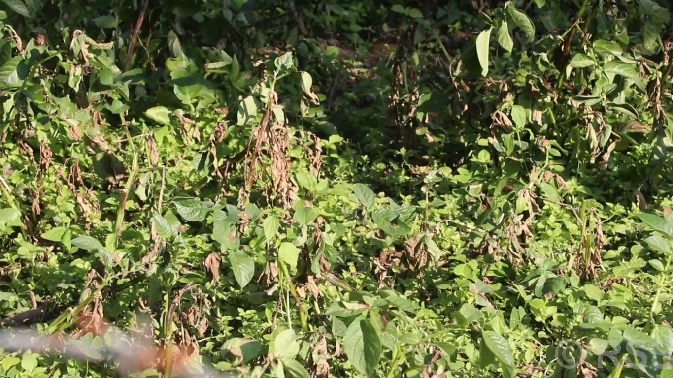 भोजपुरमा हिउँदे आलुमा डढुवाको सङ्क्रमण