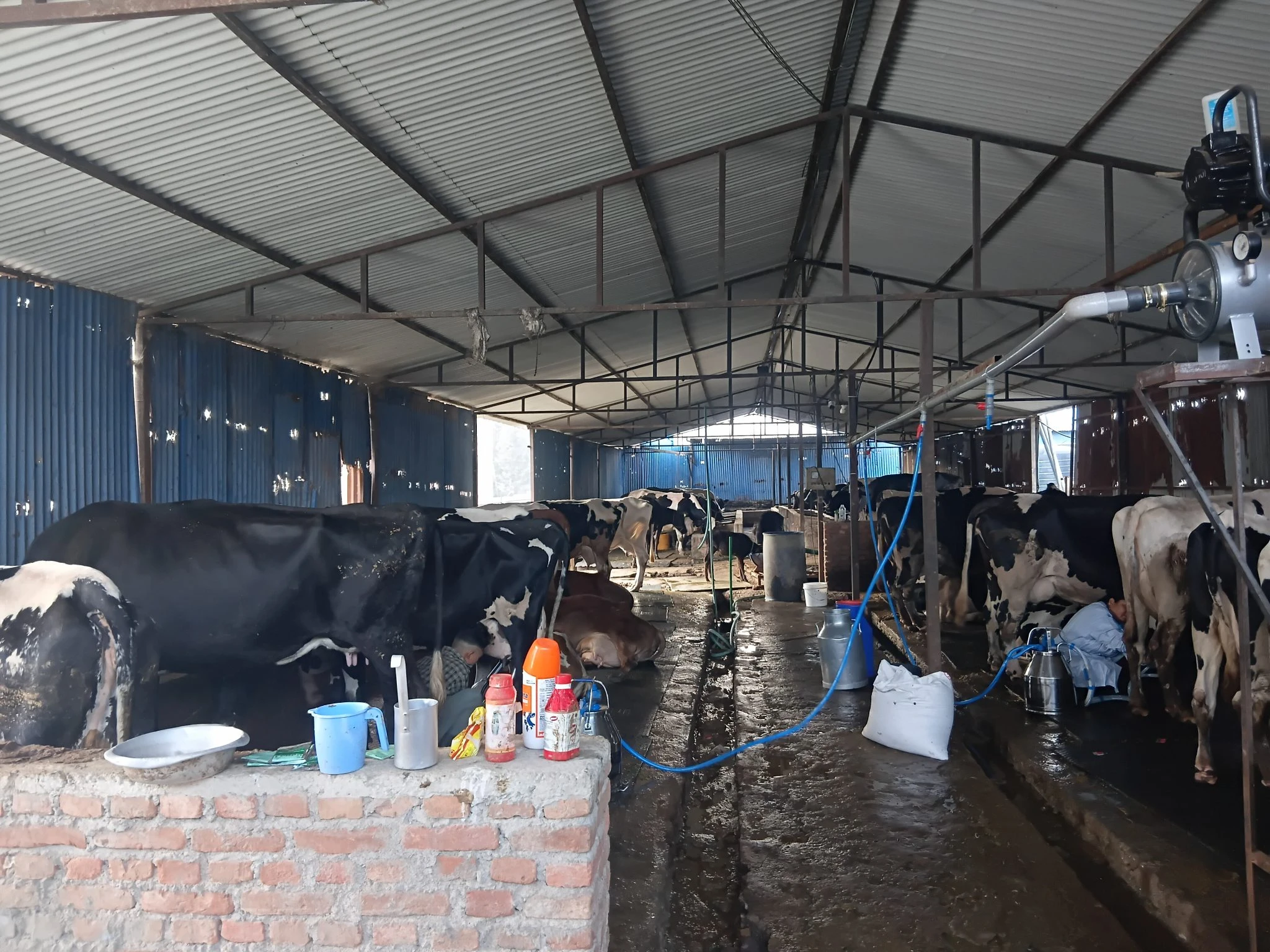 इन्जिनियर लामिछानेको गाई–भैँसी पालनबाट मासिक १५ लाख आम्दानी