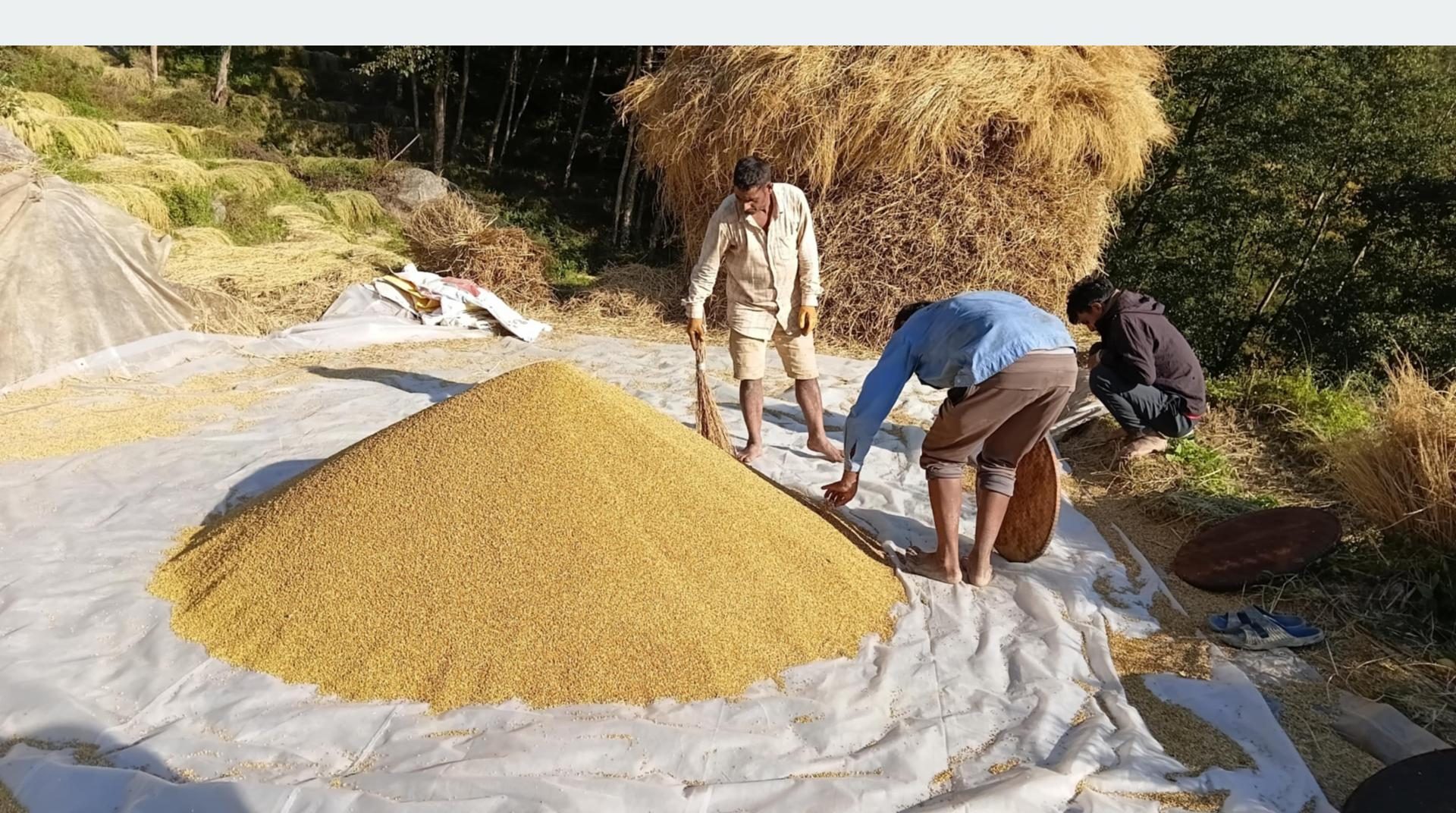 भोजपुरका किसानलाई धान थन्क्याउन चटारो