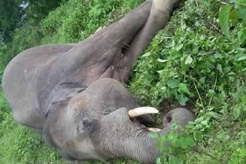 झापामा ‘करेन्ट’ लागेर जङ्गली हात्तीको मृत्यु