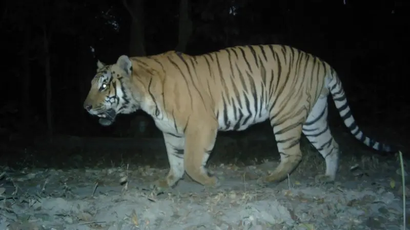 आगामी पुसमा बाघ गणना गरिने