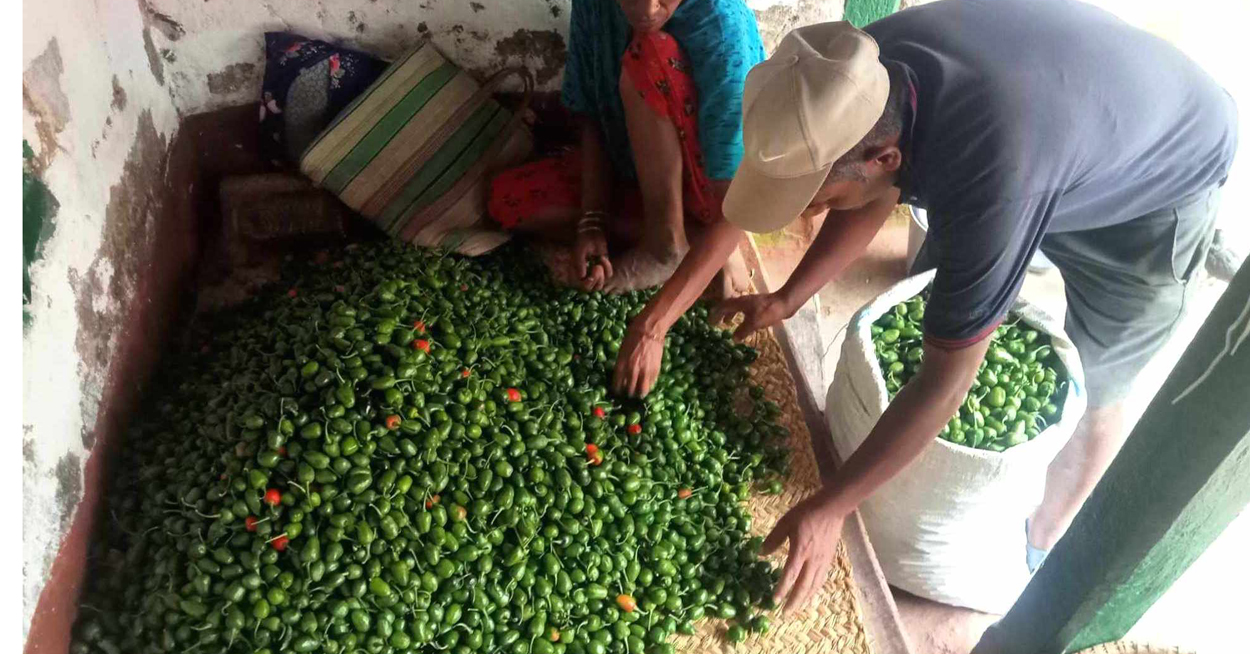 भोजपुरका किसानको आम्दानीको स्रोत ‘अकबरे’