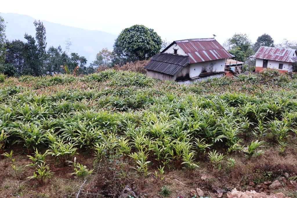 अलैँचीको भाउ सात वर्ष यताकै उच्च