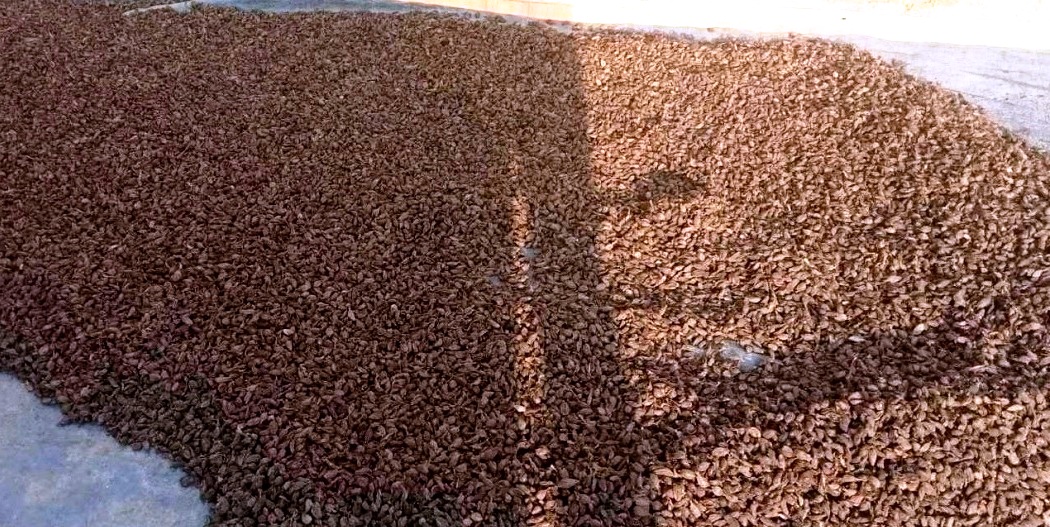 अलैँचीको मूल्य बढ्दा भोजपुरका किसान उत्साहित