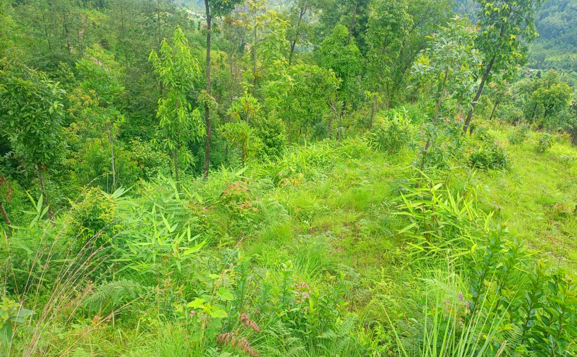 वनको झाडी फाँडेर तीन सय रोपनी क्षेत्रमा निहुरो र अम्रिसोखेती