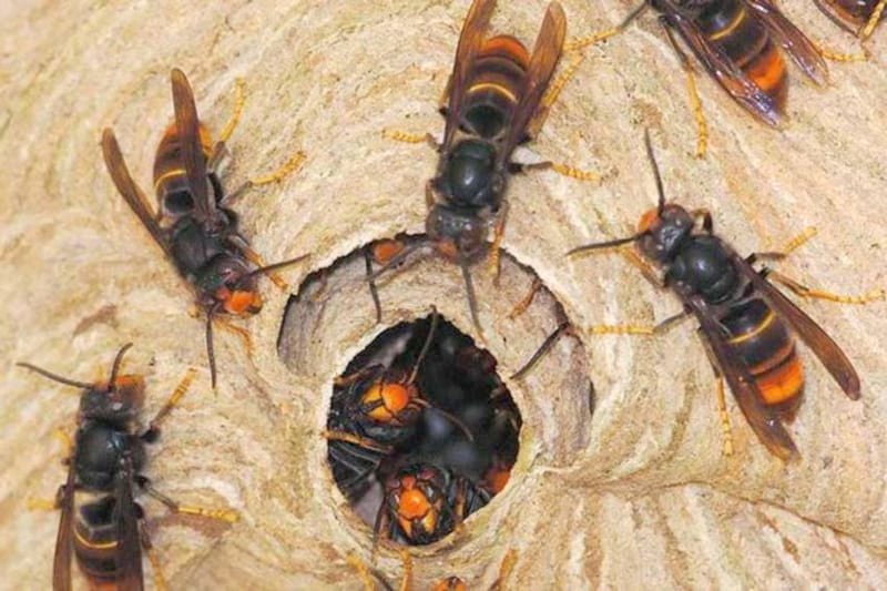 अरिङ्गालले टोक्दा एकको मृत्यु