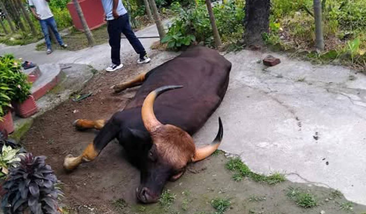 झापामा अर्ना भैँसीजस्तो देखिने घाइते जंगली जनावर फेला, वन कार्यालयलाई जानकारी