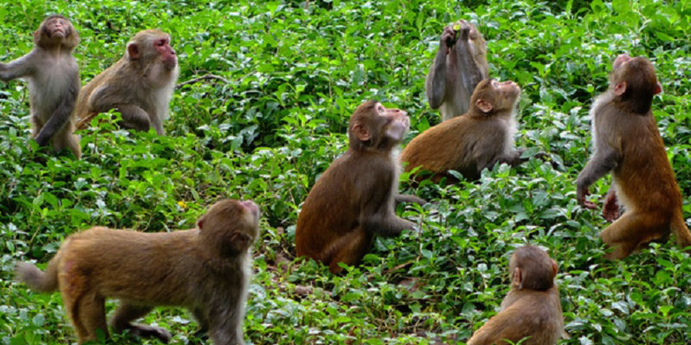 बाँदरको उपद्रो बढेपछि भोजपुरका किसान चिन्तित