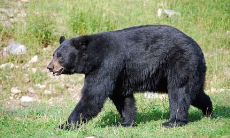 ताप्लेजुङमा भालु नियन्त्रणमा लिन फलामको खोर राखियो, सतर्कता अपनाउन आग्रह