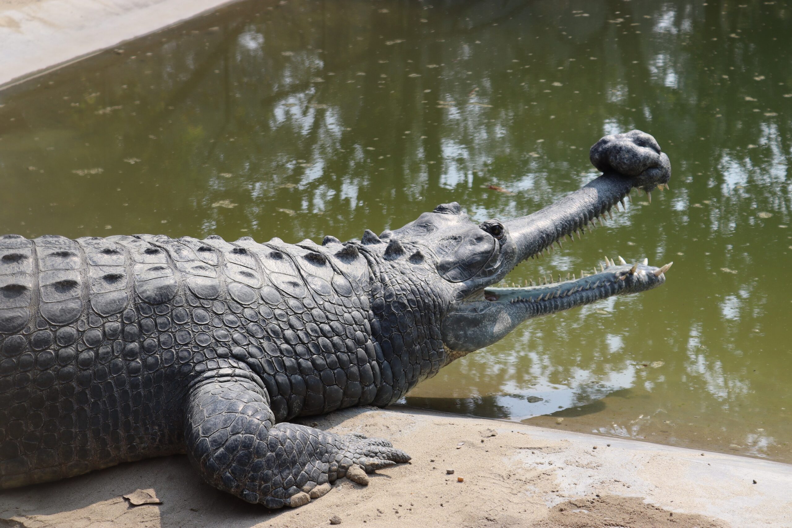 राप्ती र नारायणी नदीमा घडियाल गणना तथा अनुगमन सुरु