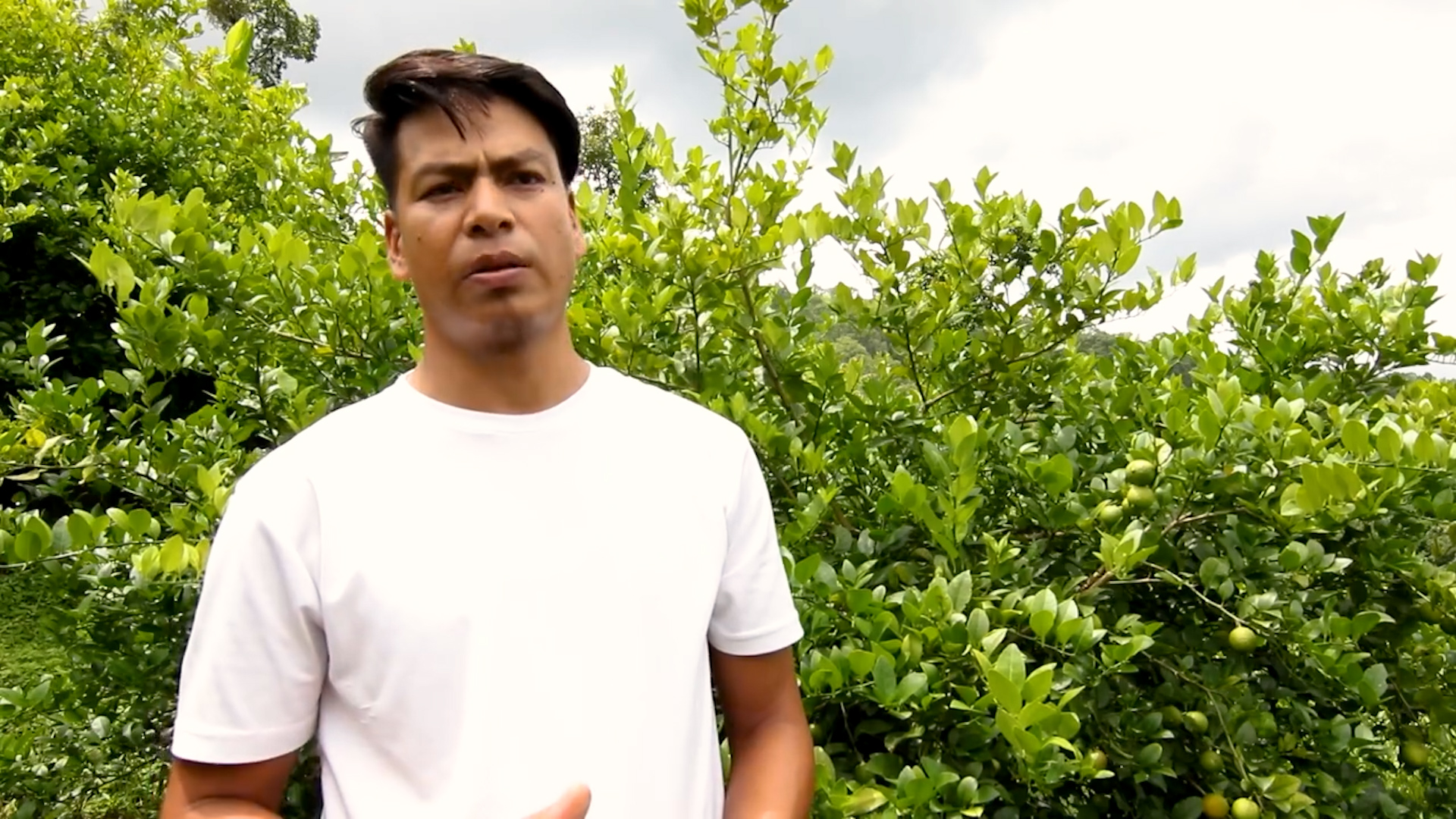 राम्रो आम्दानी हुने भएपछि कागती खेतीतर्फ आकर्षण