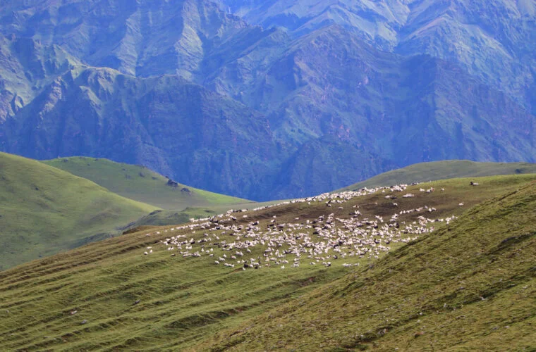 पर्यटकलाई आकर्षित गर्ने बुकीपाटनका भेडीगोठ
