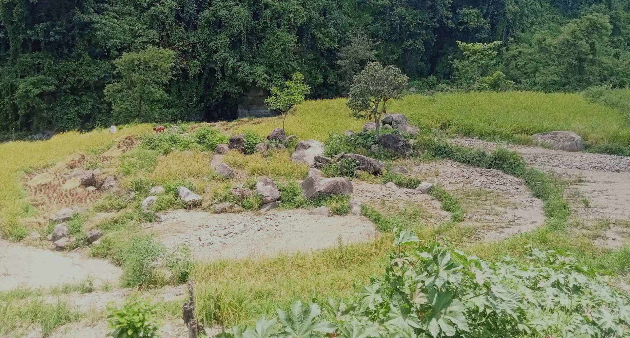 भोजपुरमा बाढीले धानबालीमा क्षति, किसान चिन्तित