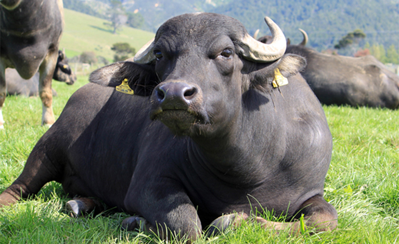 गाईभैँसी पालनबाट मासिक एक लाखभन्दा बढी आम्दानी