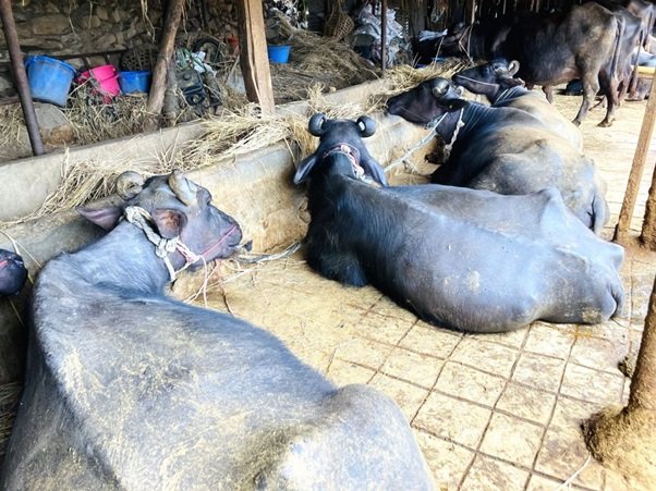 दुध बेचेरै थारु समुदायको जीवन फेरियो : ट्याक्टरको किस्तादेखि नातिनातिनीको बोर्डिङ खर्चसम्म