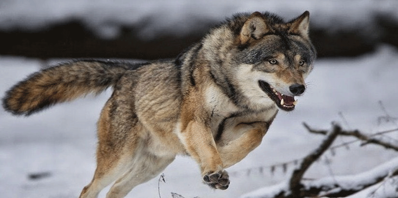 ताप्लेजुङको याङ्मामा ब्वाँसोको त्रास
