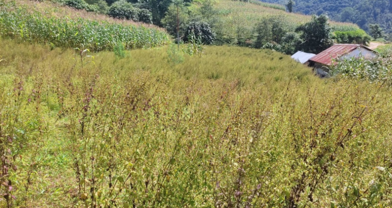 भोजपुरका किसान भन्छन् - ‘जडीबुटीको मूल्य पाइएन’