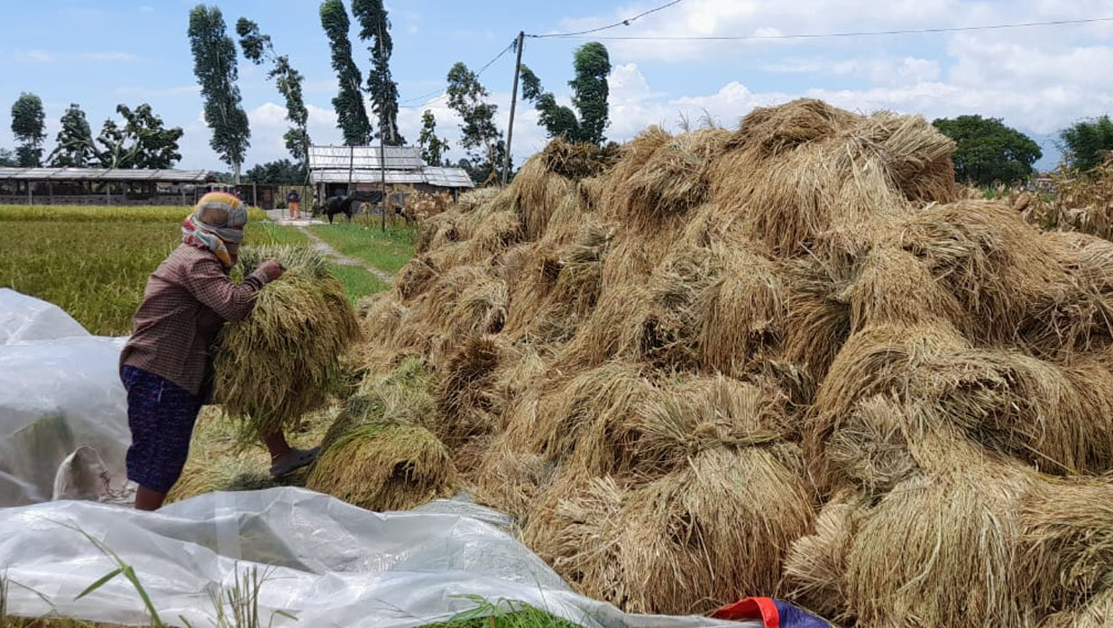 मोरङमा चैते धानको उत्पादन बढ्दा मूल्यमा गिरावट