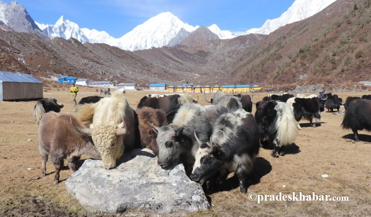 सङ्कटमा चौंरीपालन व्यवसाय