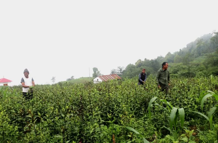 भोजपुरको तीनतलेका किसानले व्यवसायिक चिराइतोखेतीतर्फ, वार्षिक लाखौं आम्दानी