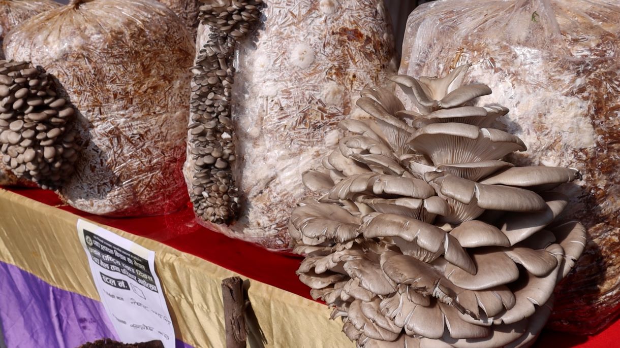 च्याउ खेतीमा प्रविधिको विकास र दक्ष जनशक्तिको उपलब्धता पर्याप्त छैन् : मन्त्री परियार