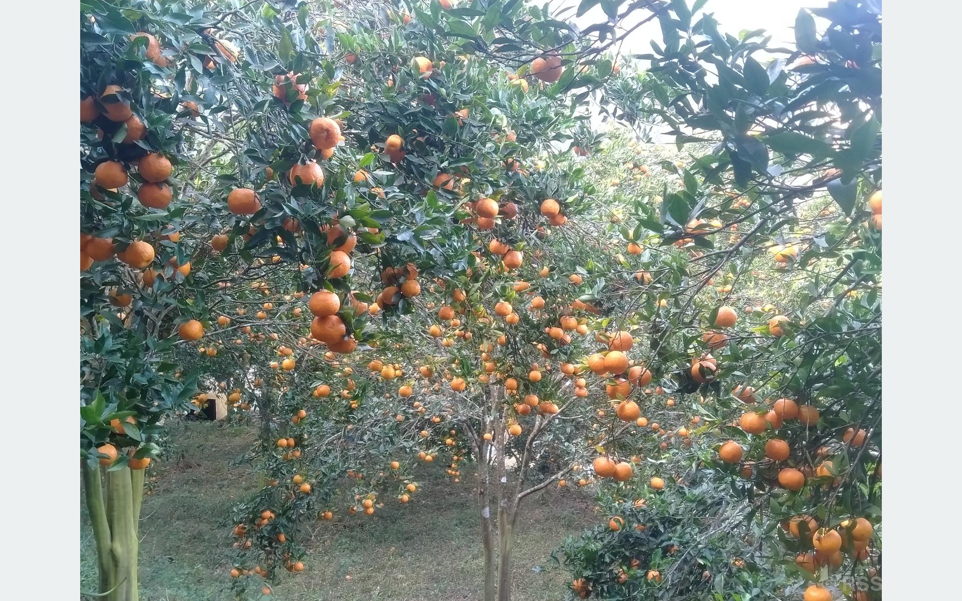 दश करोड बढीमा बिक्री भए भीरकोटका सुन्तला