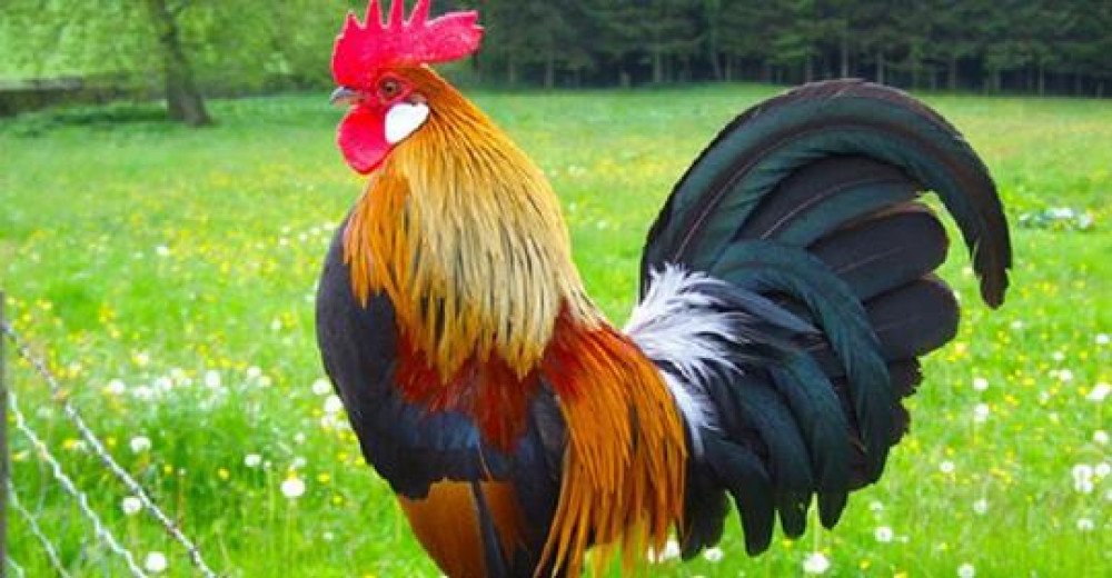 कुखुराको भालेलाई ‘अप्रेसन’ गरेर बधिया बनाइँदै