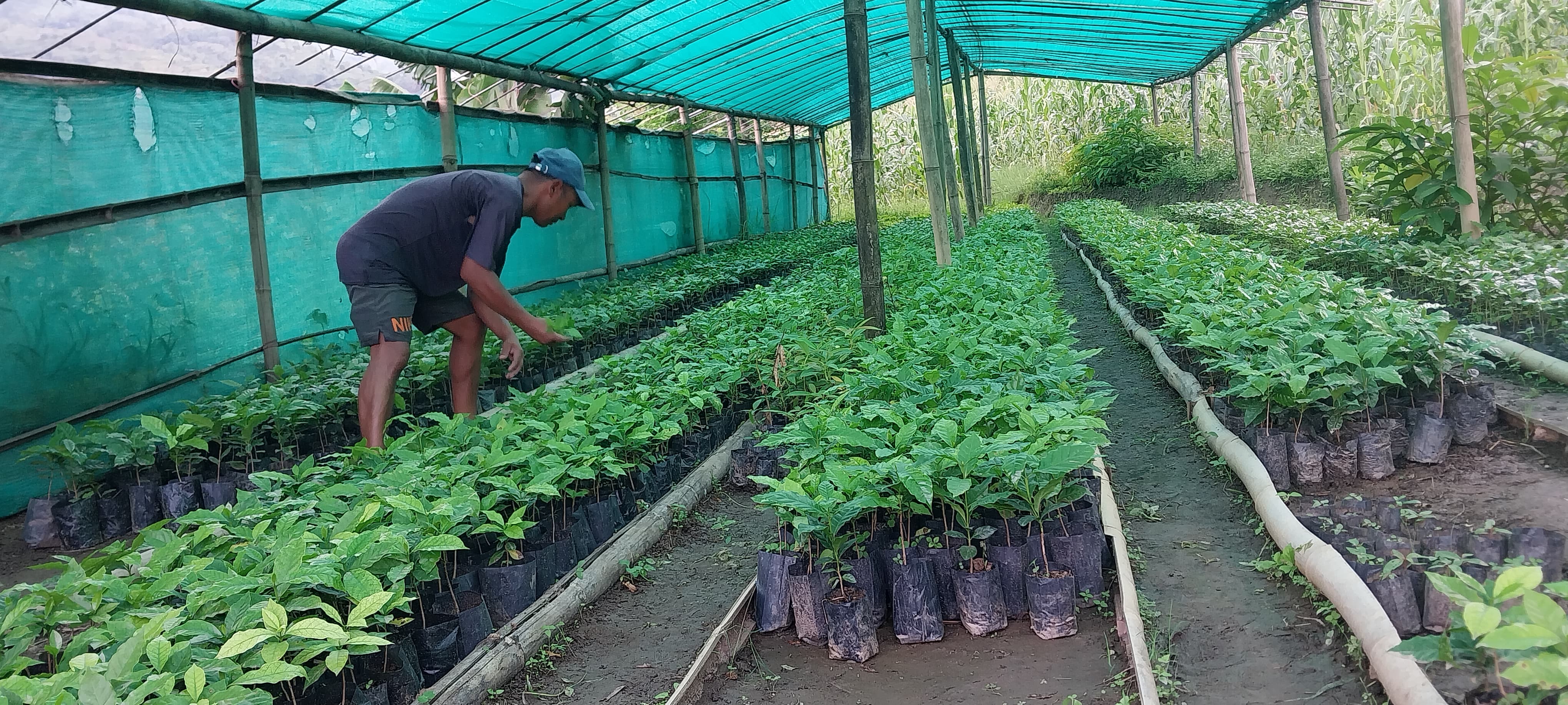 कफीको बिरुवा बेचेरै साढे १३ लाख कमाउने इलामका राजेश