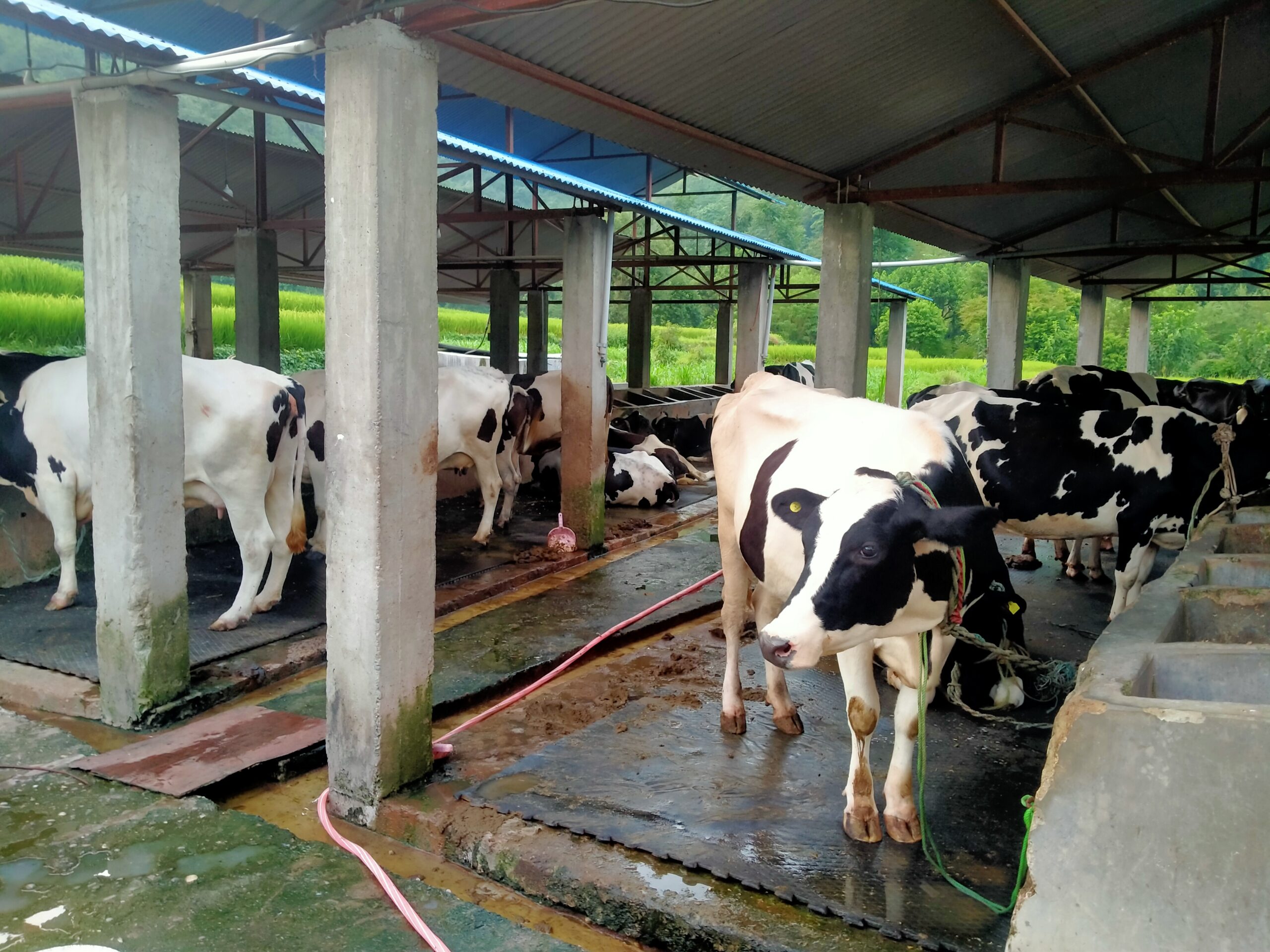 गाईपालनबाट मनग्य आम्दानी, बस्याल भन्छन्- व्यवसाय राम्रै छ