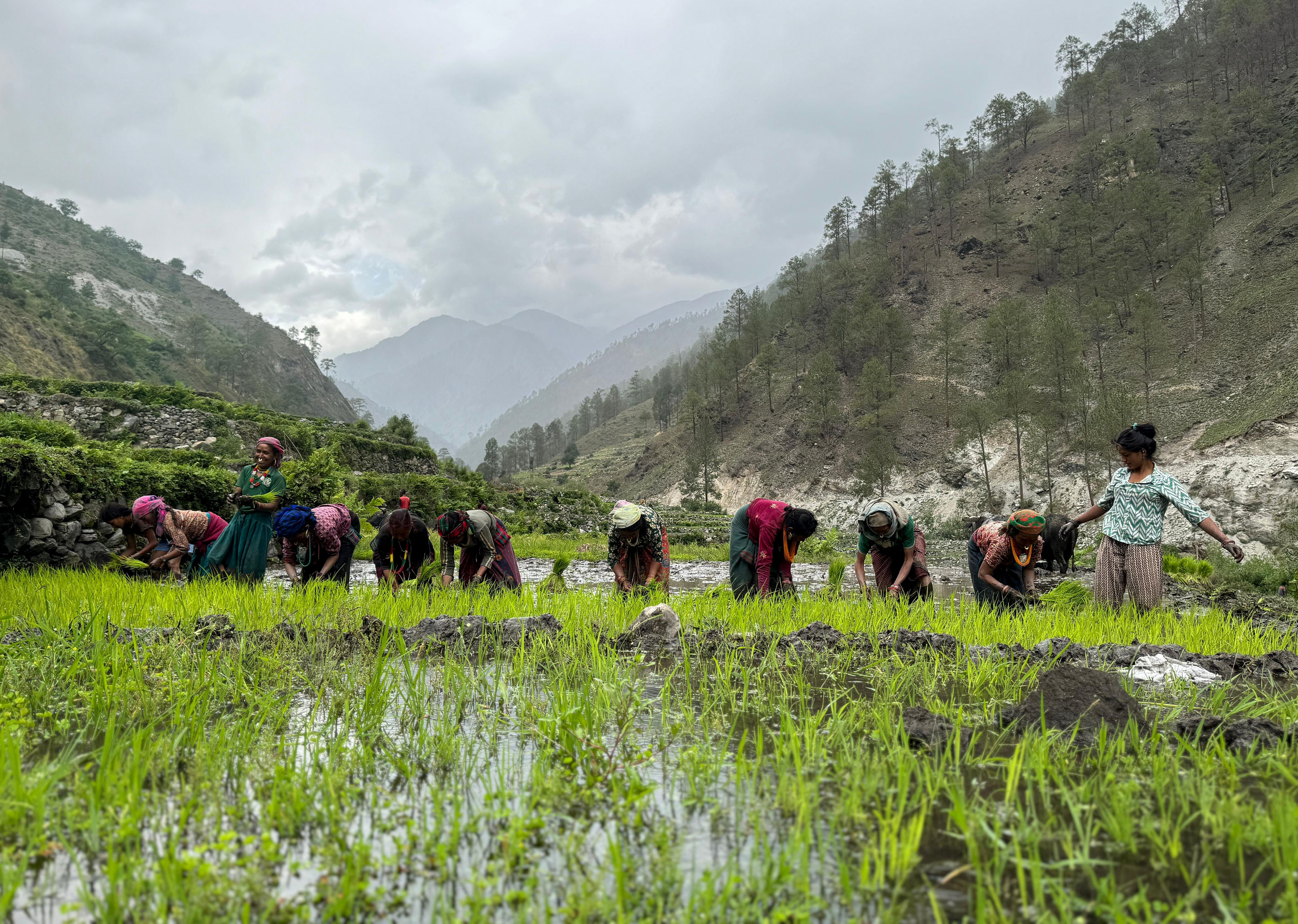 धान रोप्नमा व्यस्त किसान