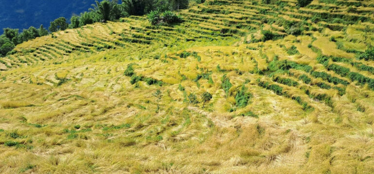 खोटाङमा थन्काउने बेलाको धानबालीमा  अविरल वर्षाले ७० प्रतिशत क्षति