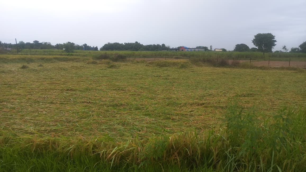 वर्षाले बेहाल सुन्दरहरैंचाको धानखेती (तस्विरहरु)