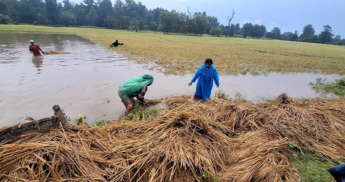 धान र कोदो थन्क्याउने समयमा वर्षा, किसानलाई समस्या