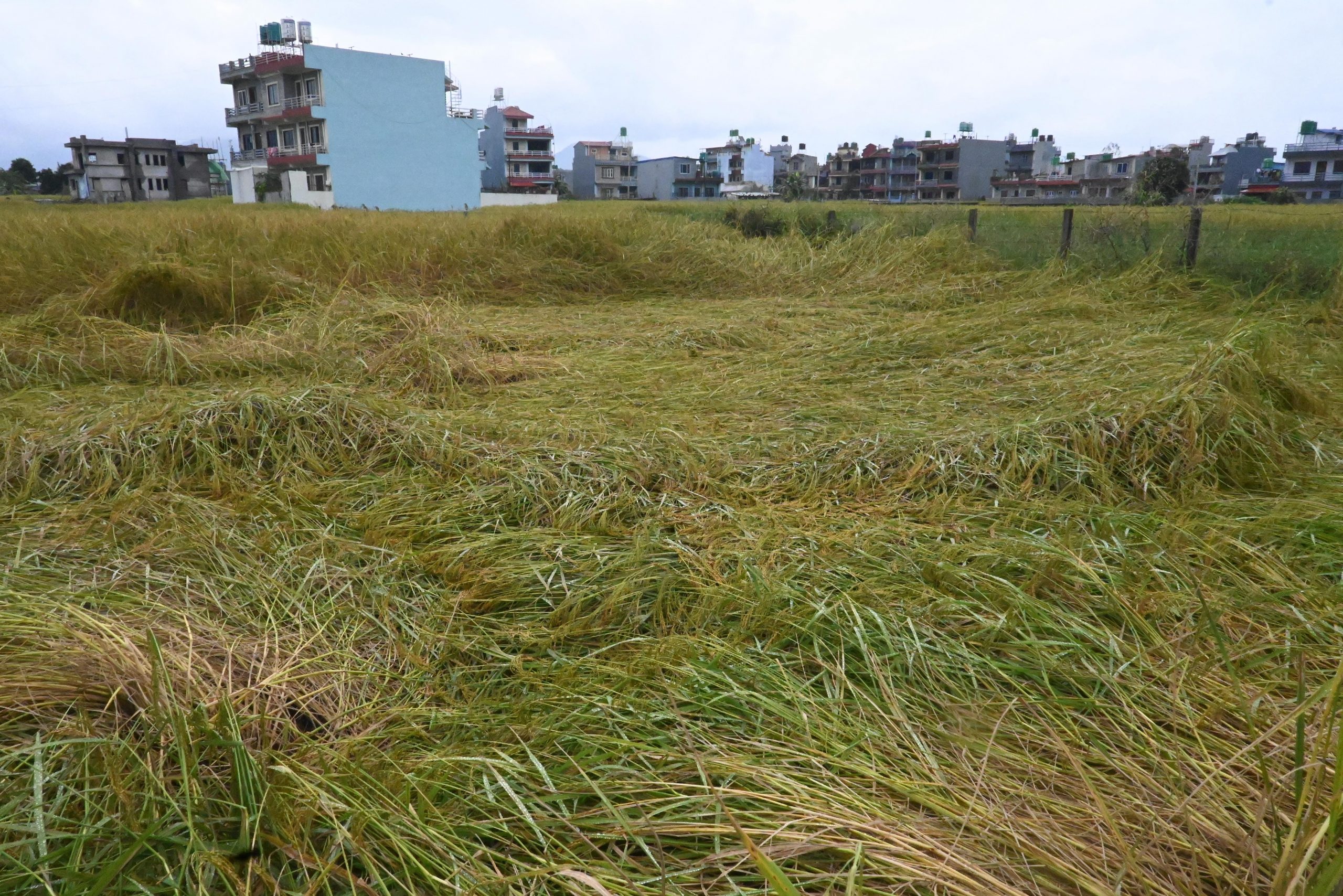 वर्षाले क्षति गरेपछि रौतहटमा ७४ हजार मेट्रिक टन धान उत्पादन घट्ने अनुमान