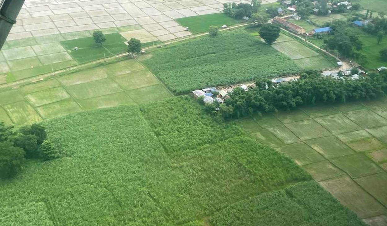 कोशी प्रदेशमा ९७ प्रतिशत धान रोपाइँ : यस वर्ष उत्पादनमा आशा