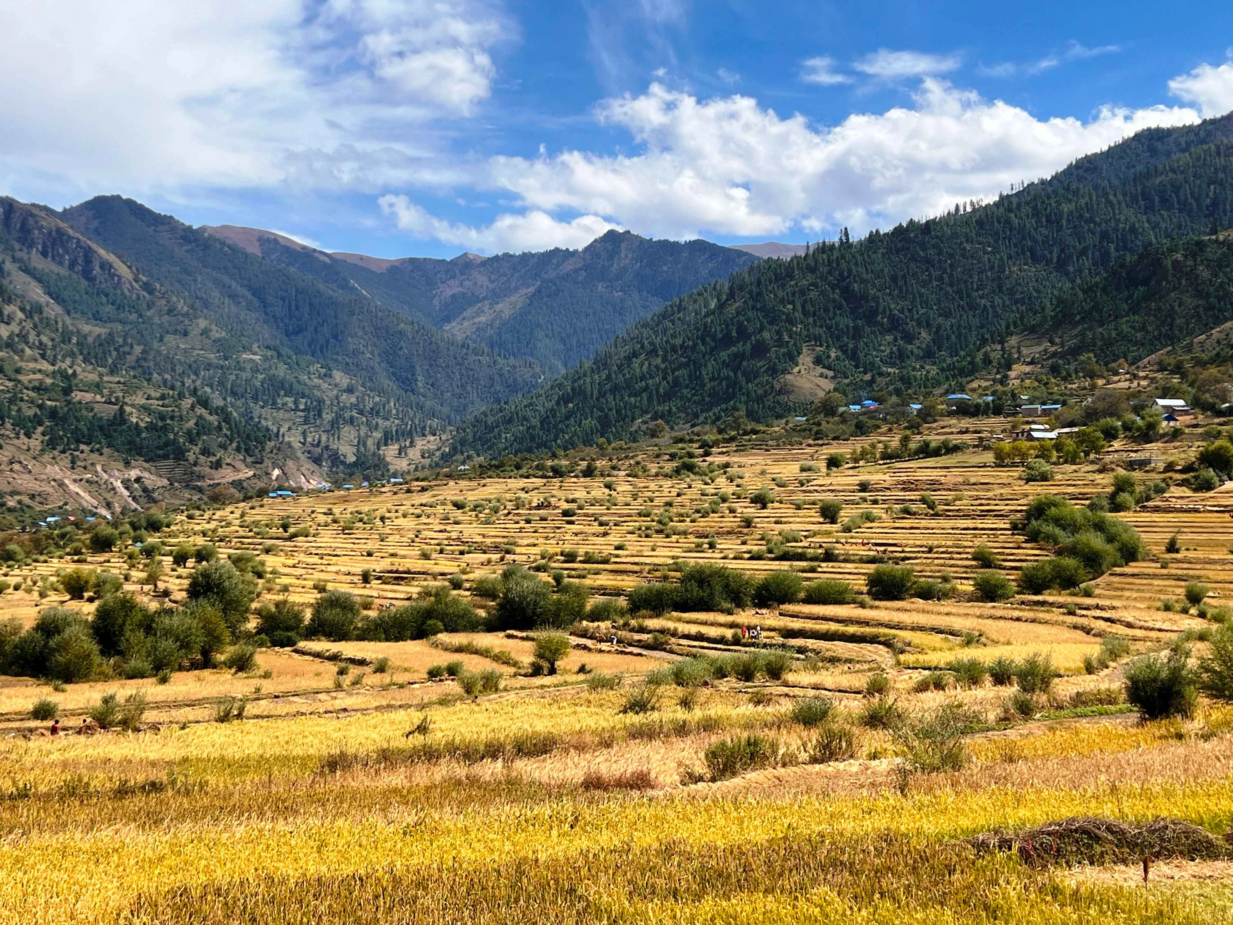 दसैँको रमझमसँगै जुम्लाका किसानलाई मार्सीधान भित्र्याउने चटारो