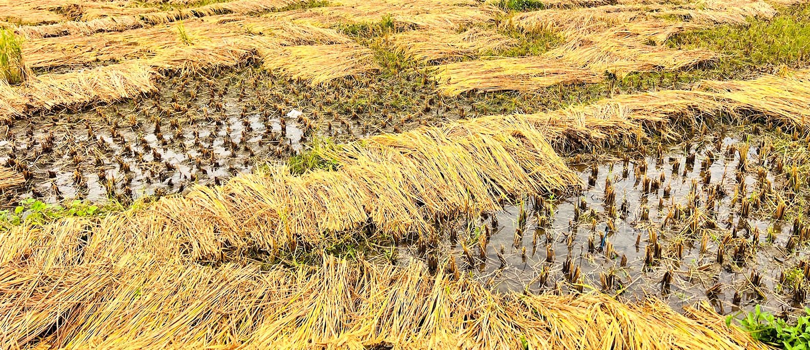 पाकेर थन्क्याउन लागिएको धानबालीमा वर्षाले क्षति गरेपछि खोटाङका कृषक चिन्तित