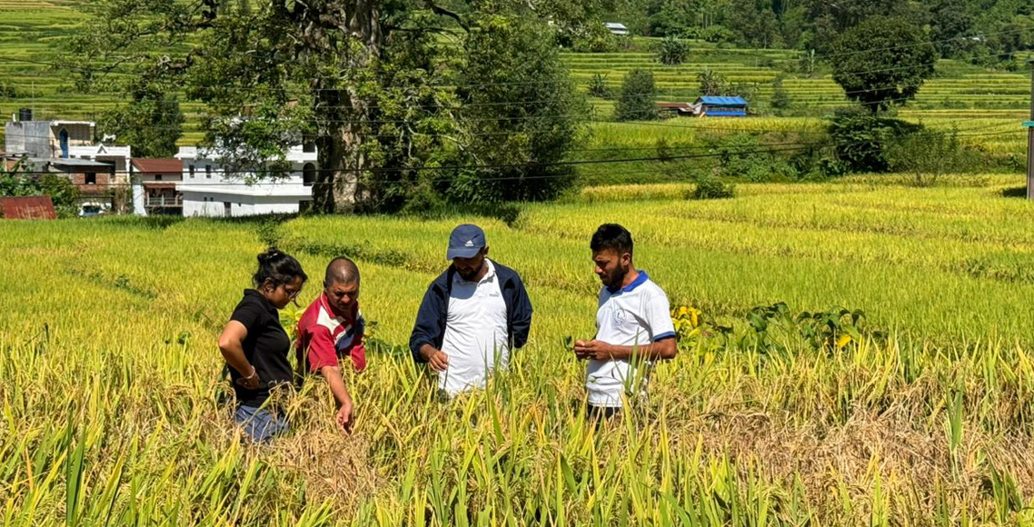 धानबालीमा फड्के कीराको सङ्क्रमण