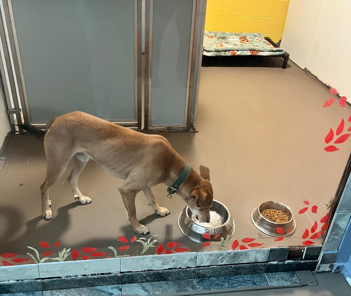 लखेटिएको कुकुरले पायो नयाँ घर : चितवनको कुकुर यसरी पुग्यो अमेरिका