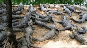 बीसवटा गोही प्रकृतिमा छाडियो